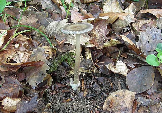 Amanita  battarrae  (Boud.)  Bon